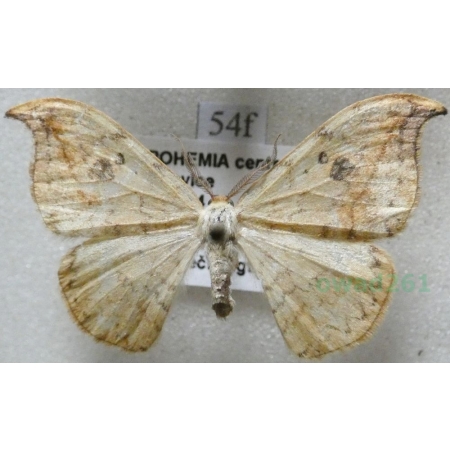 Drepana falcataria (Linnaeus, 1758) male Wycinka sierpianka Czech54f